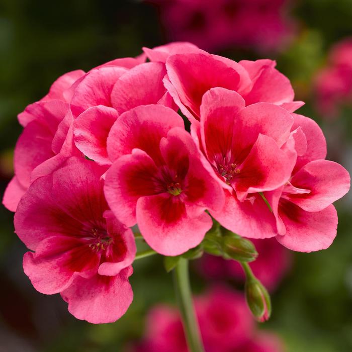 Pelargonium Hyb Calliope 'Rose Mega Splash'