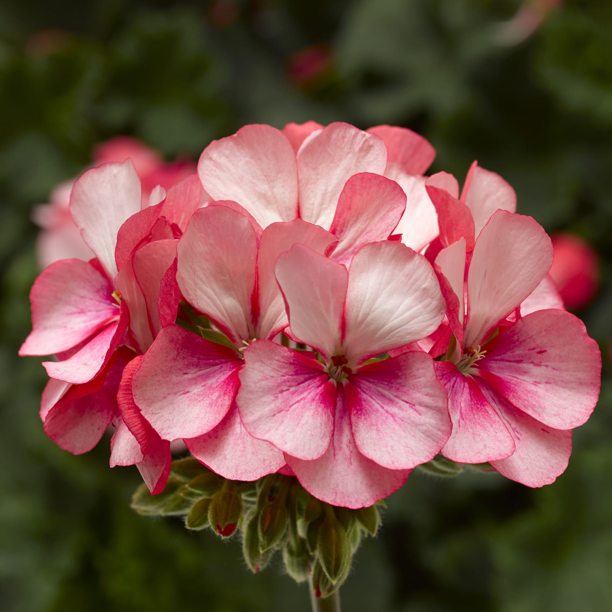 Pelargonium Tango 'Strawberry Ice'