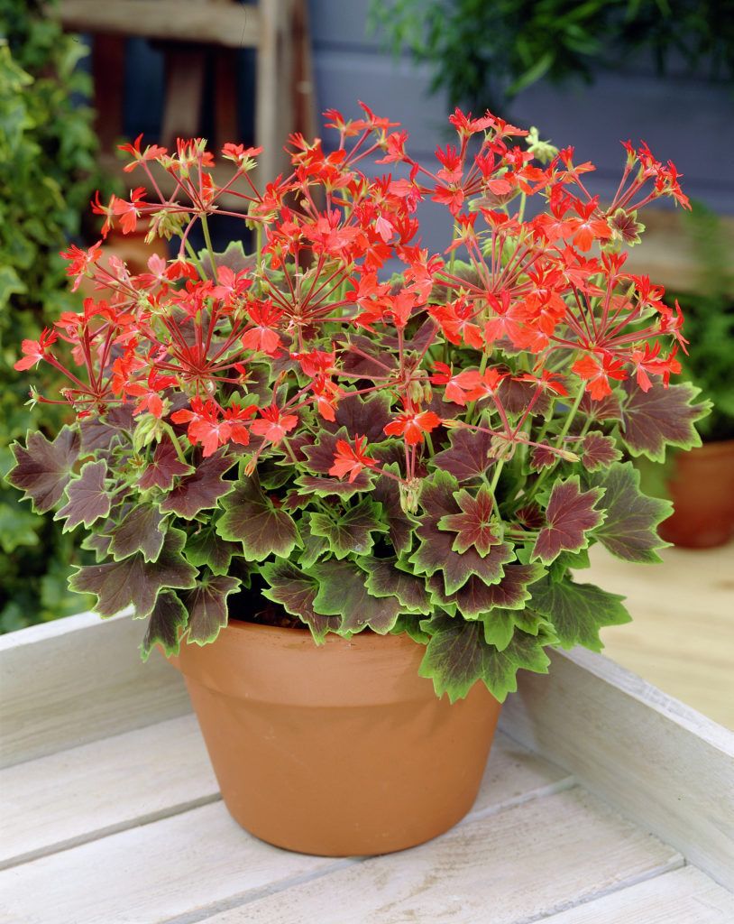 Pelargonium Hort Vancouver Centennial