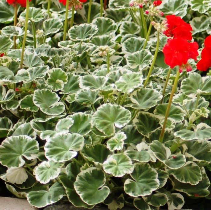 Pelargonium Hort Wilhelm Langguth