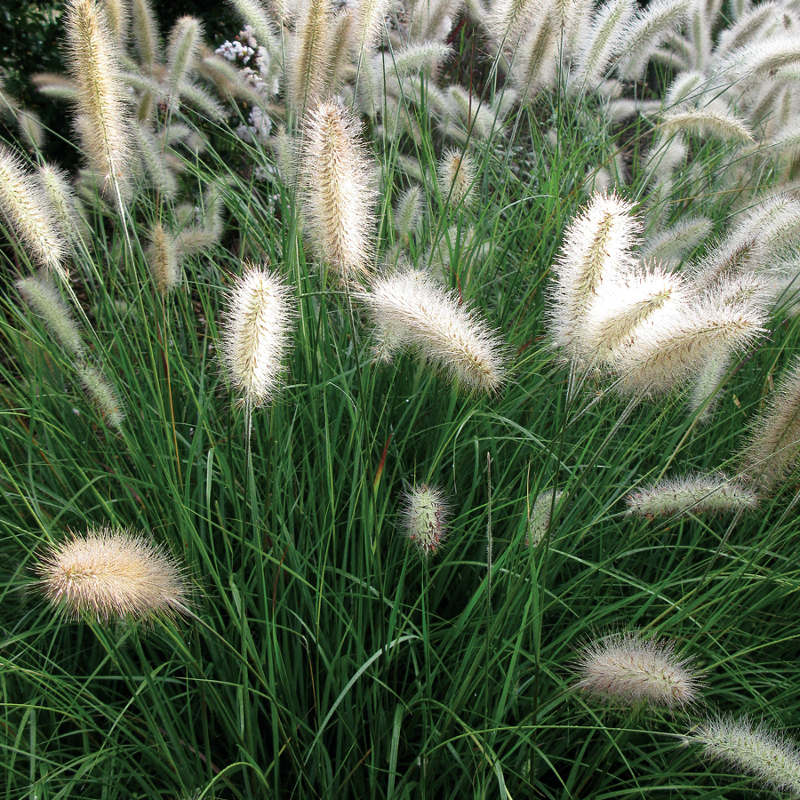 Grass - Pennisetum 'Cassian'