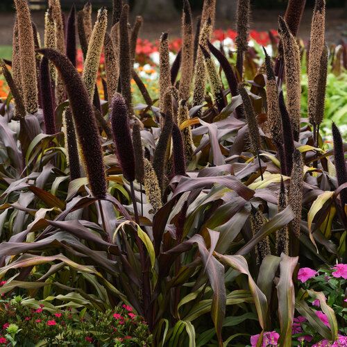 Pennisetum Copper Prince