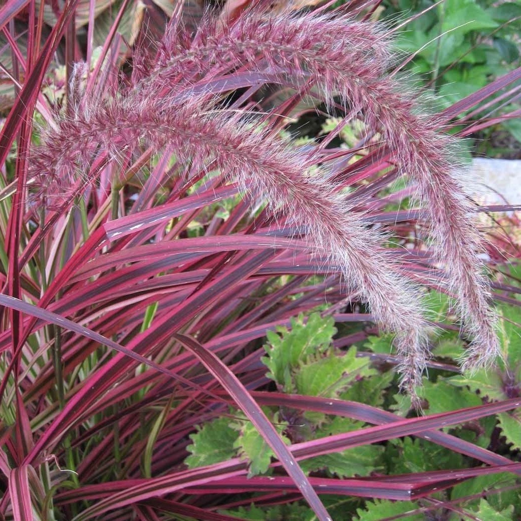 Grass - Pennisetum 'Fireworks'