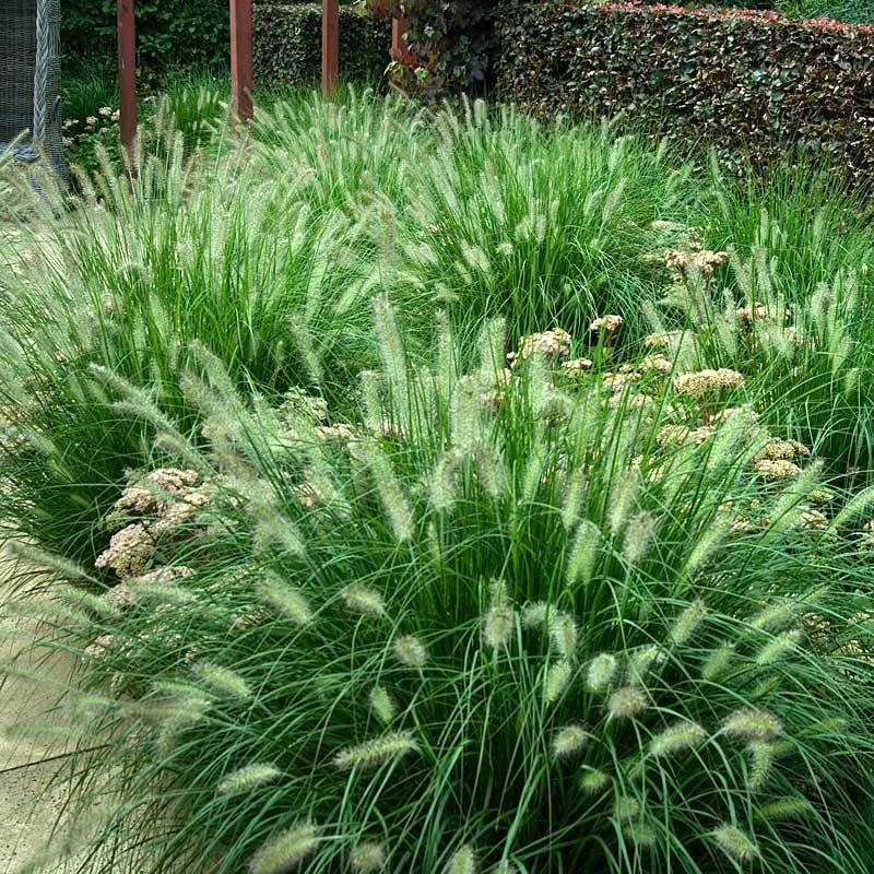 Pennisetum 'Hameln'