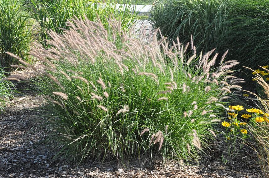 Pennisetum 'Karley Rose'