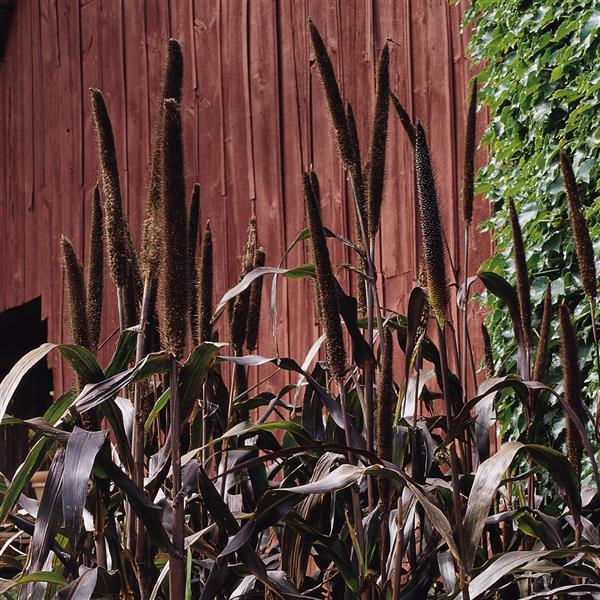 Pennisetum Purple Majesty