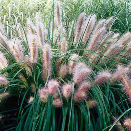 Grass - Pennisetum a. 'Red Head'