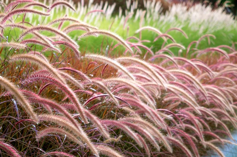 Grass - Pennisetum set. 'Rubrum'