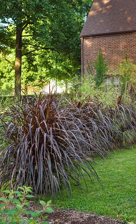 Grass - Pennisetum p.'Vertigo'