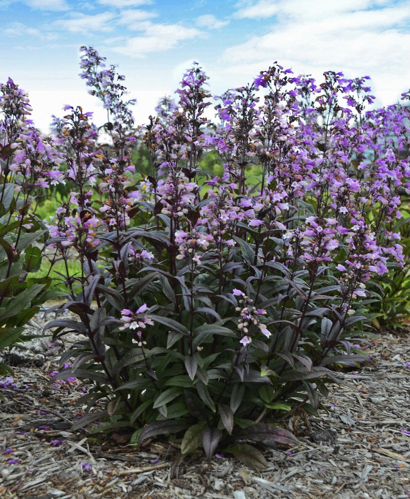 Penstemon 'Blackbeard'