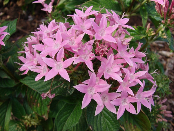 Pentas Starcluster Pink