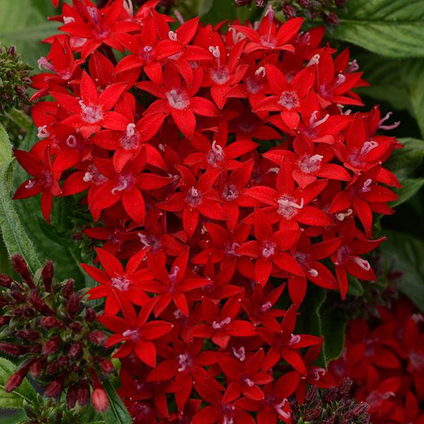 Pentas Starcluster Red