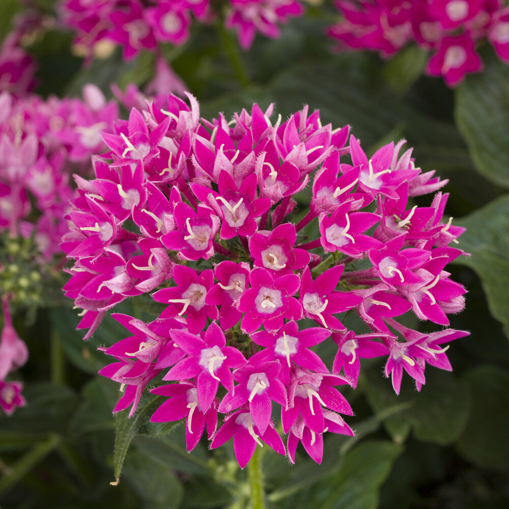 Pentas 'Starcluster Violet'