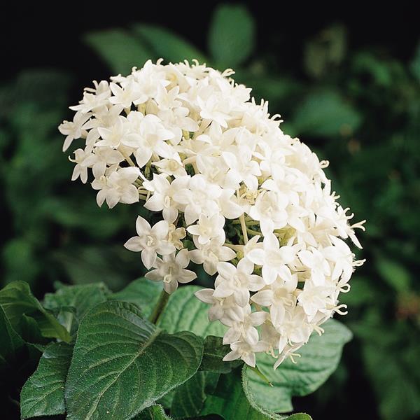 Pentas Starcluster White