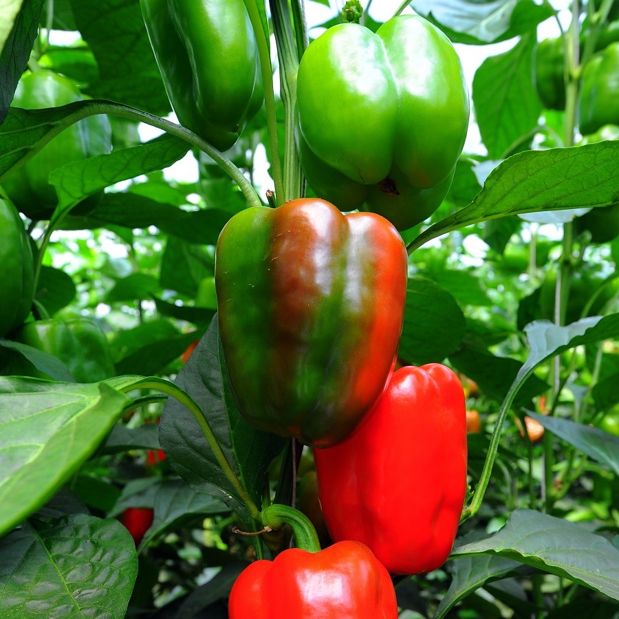 Pepper 'California Wonder'