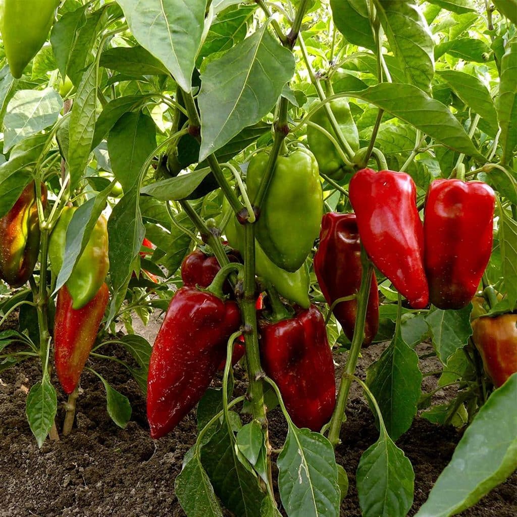 Pepper 'Carmen'