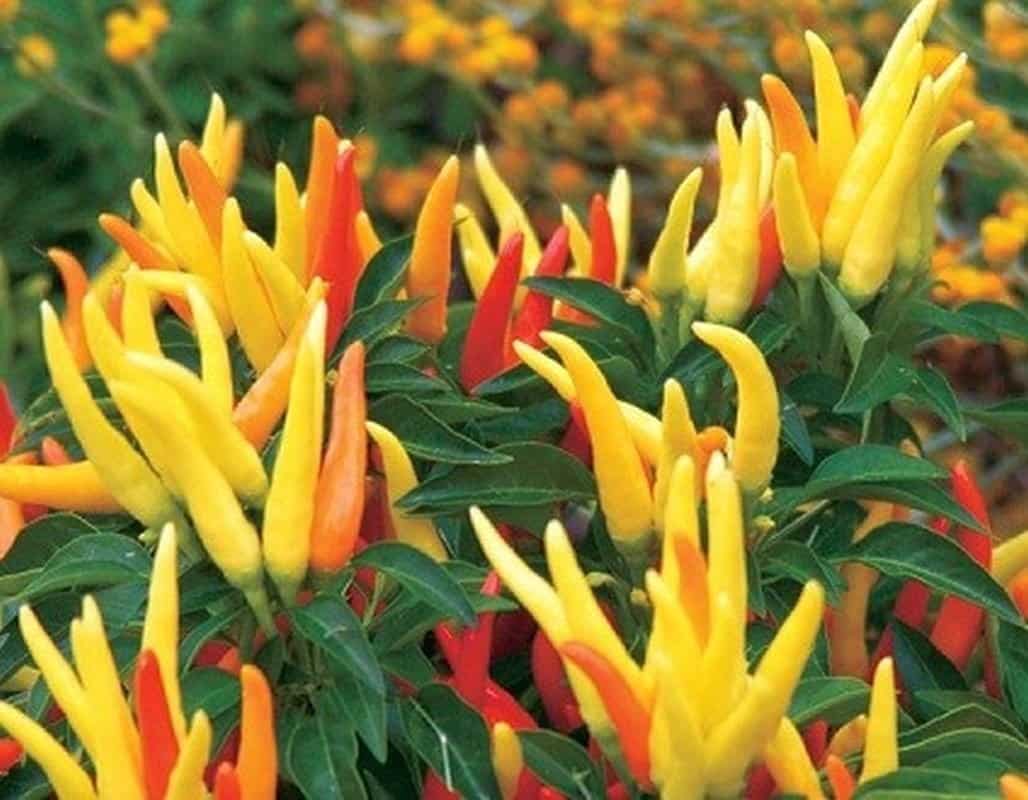 Pepper Chilly Chili