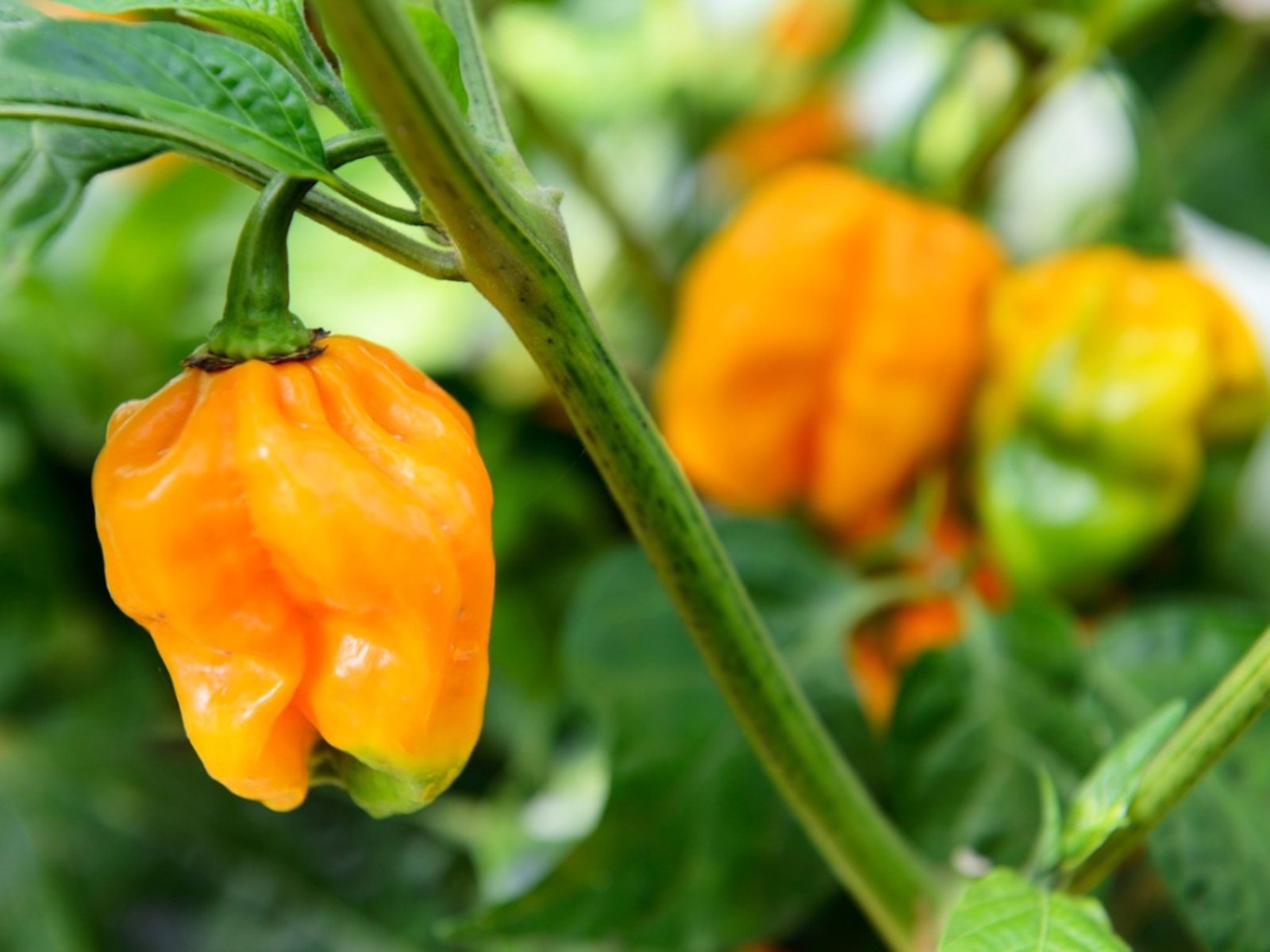 Pepper 'Habanero'