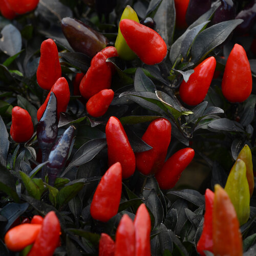 Pepper Midnight Fire