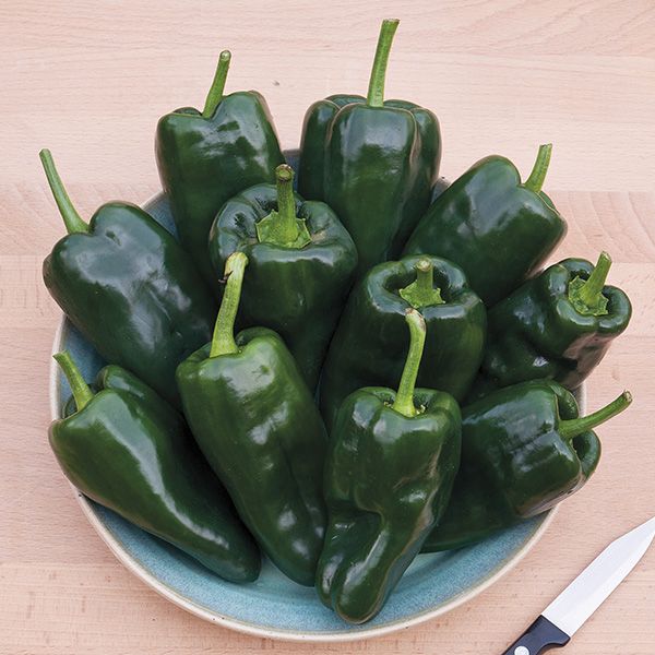 Pepper 'Poblano'