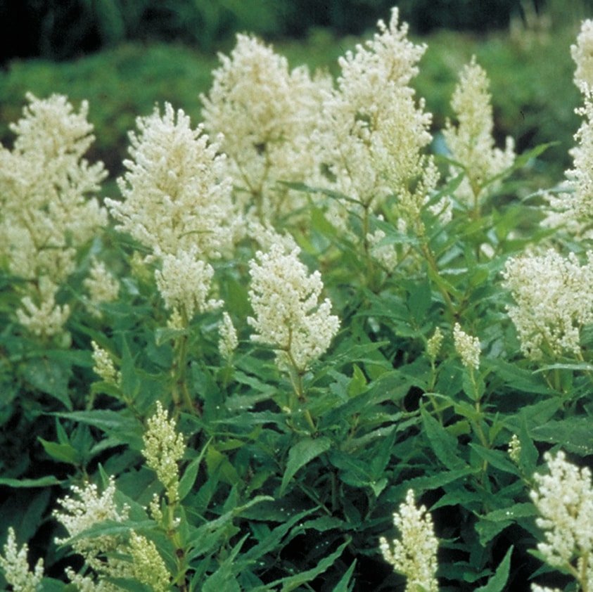 Persicaria polymorpha