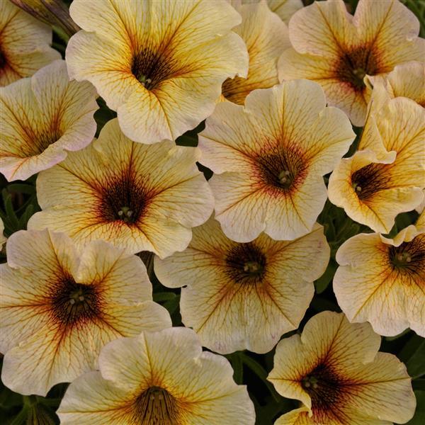 Petchoa Supercal Prem 'French Vanilla'