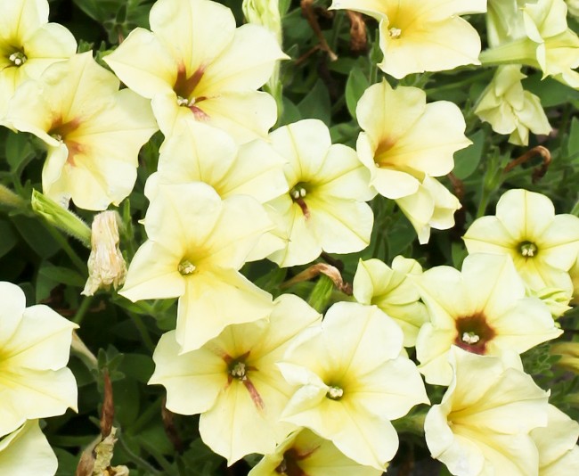 Petunia Sanguna 'Banana Candy'