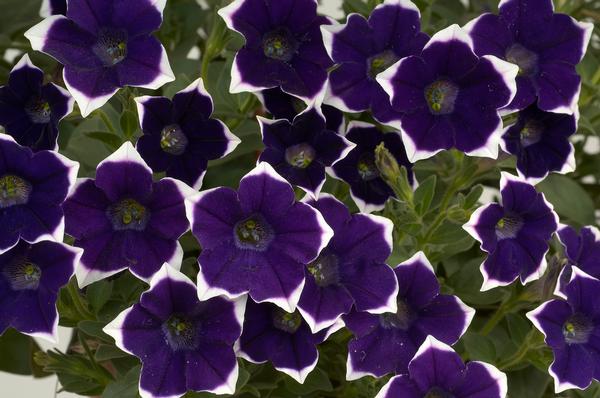 Rim Violet Petunia