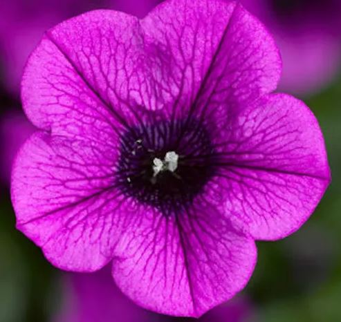 Petunia Dekko 'Dp Lavender Vein'