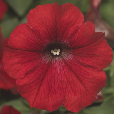 Dekko Red Petunia