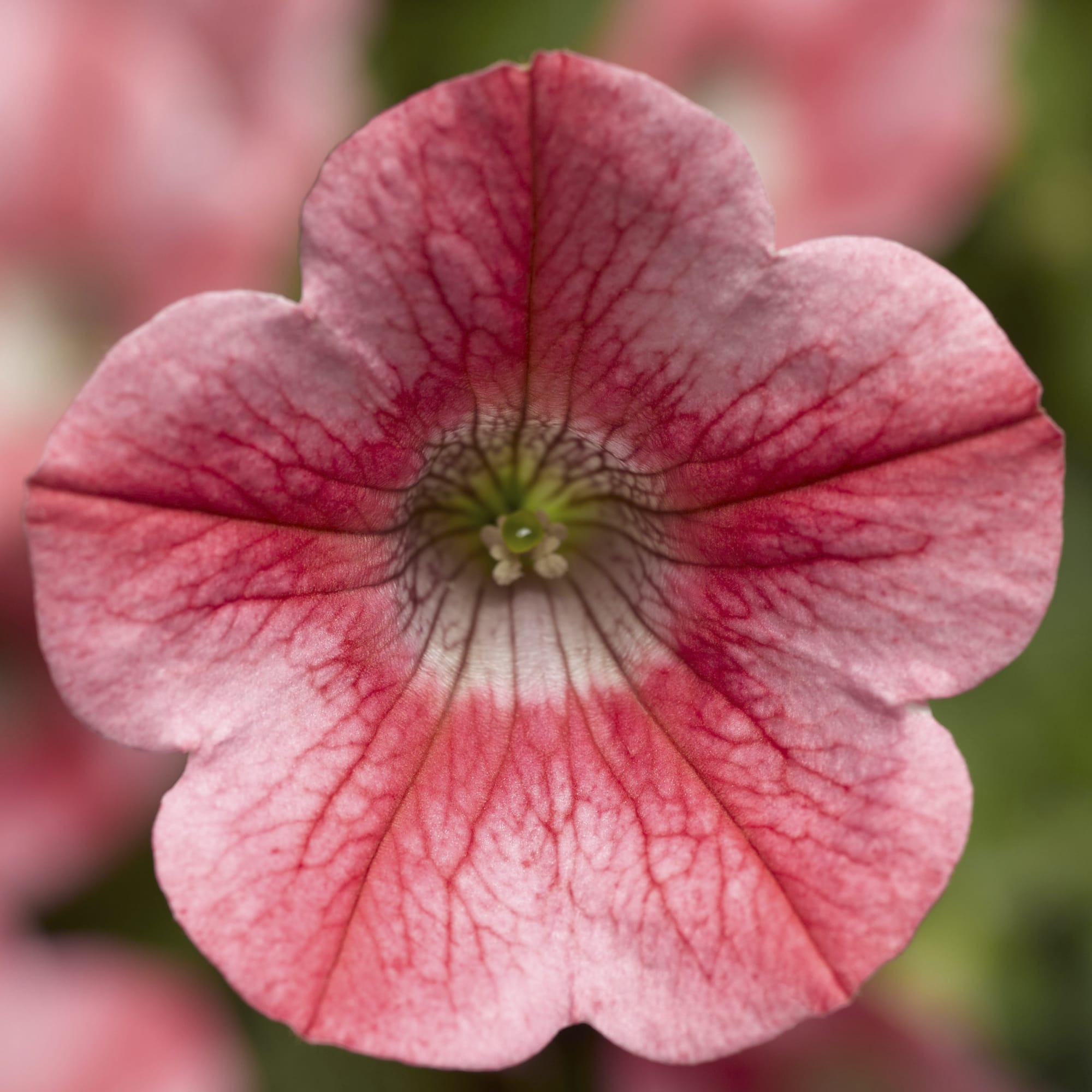 Star Coral Petunia