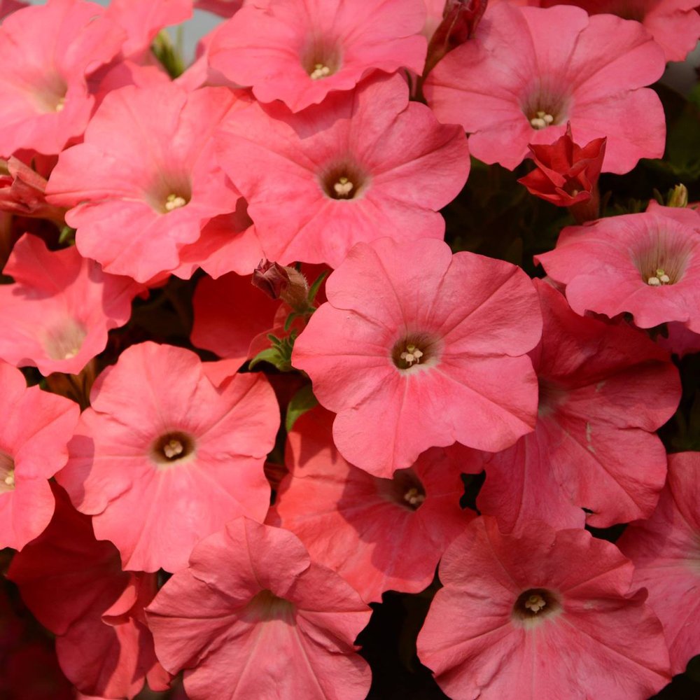 Petunia EW 'Coral Reef'