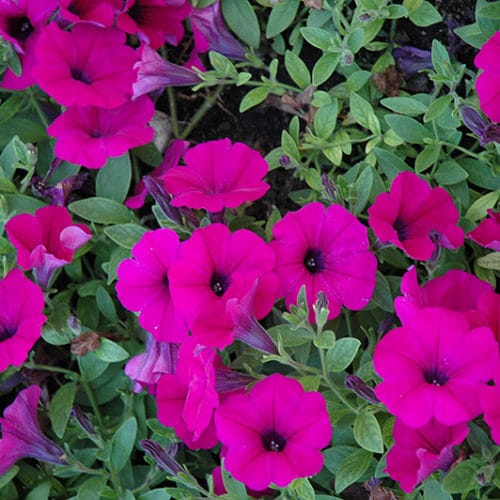 Petunia Easy Wave Purple Classic
