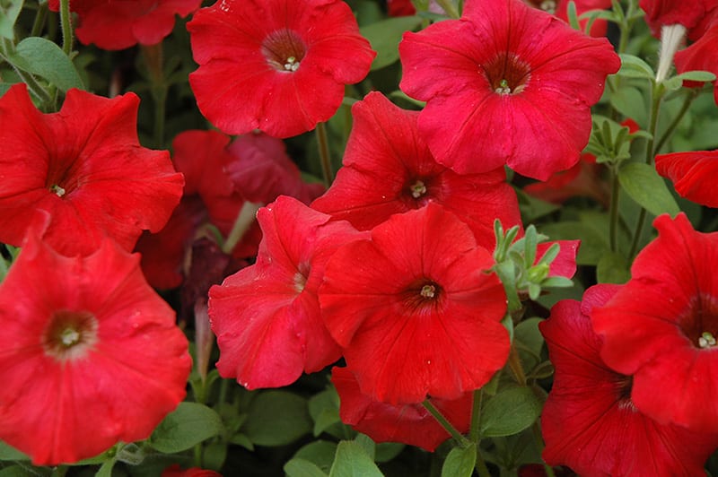 Petunia EW 'Red'