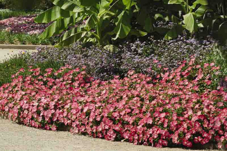 Petunia EW 'Rosy Dawn'