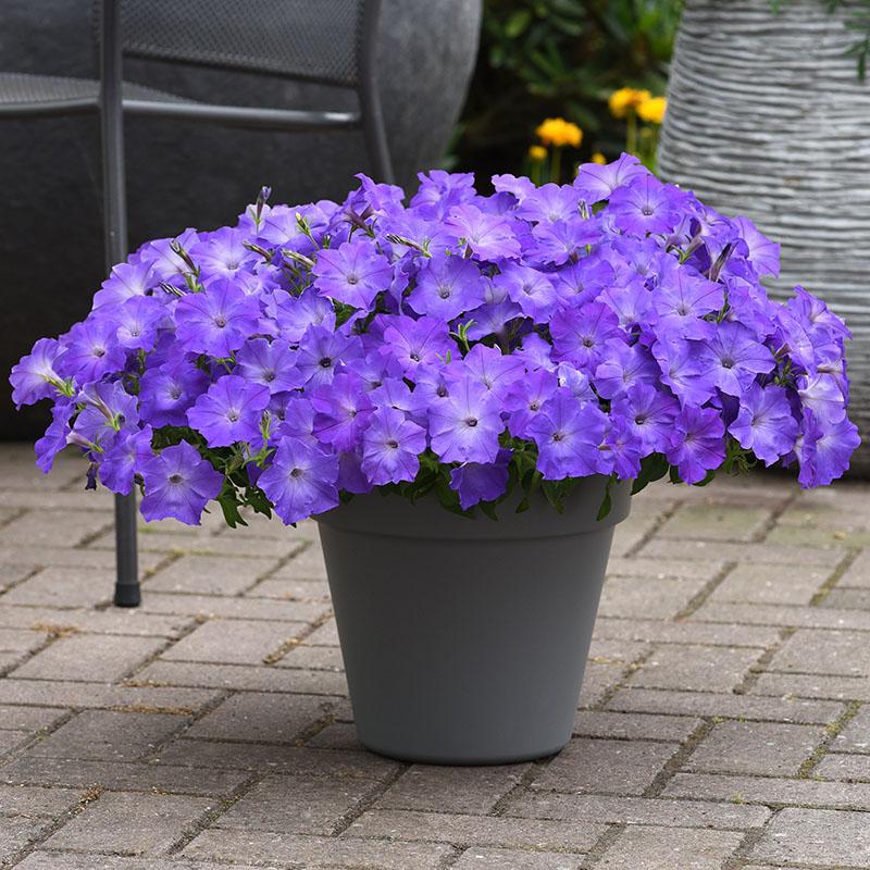 Petunia EW 'Sky Blue'