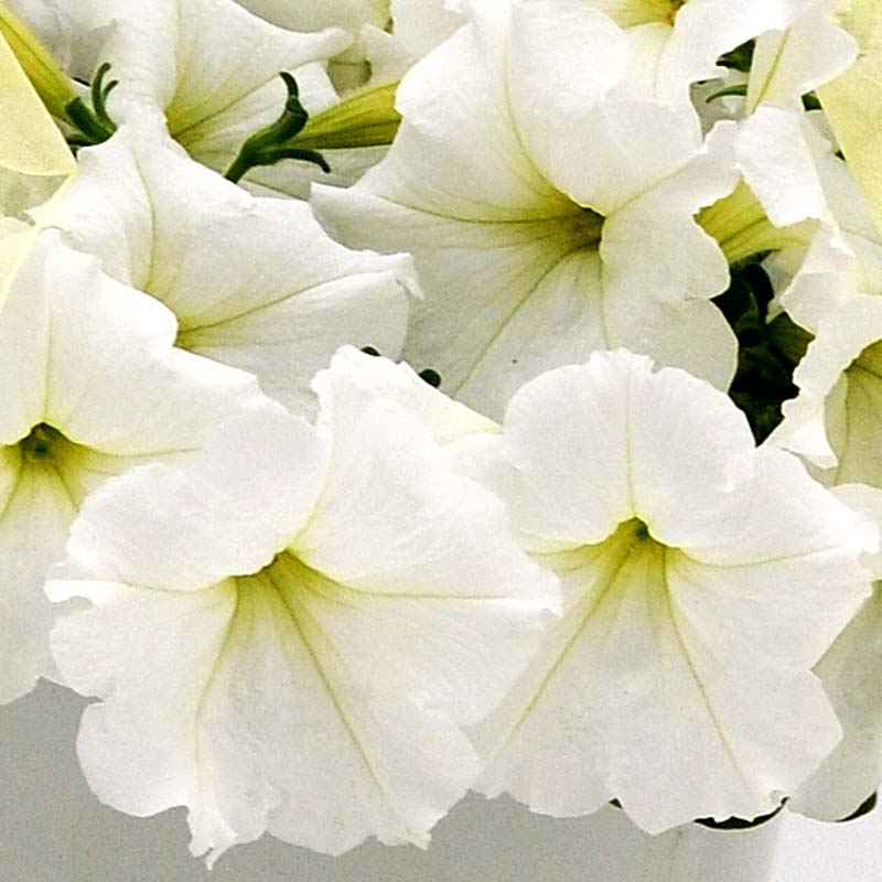 Petunia EW 'White'