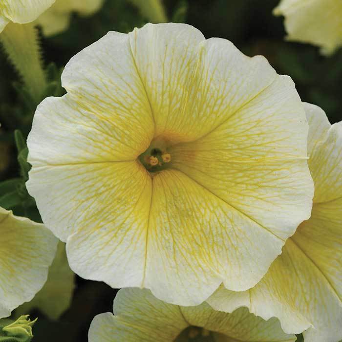 Petunia EW 'Yellow'