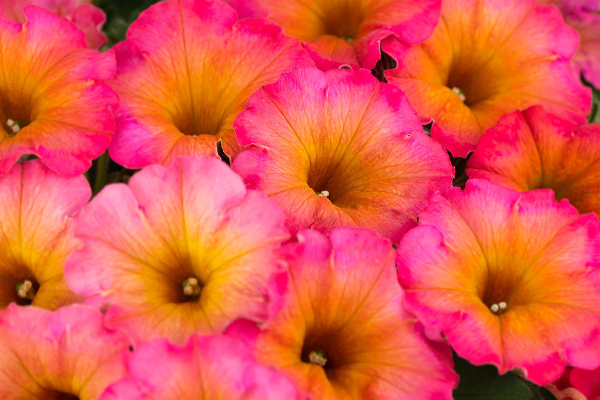 Mayan Sunset Petunia