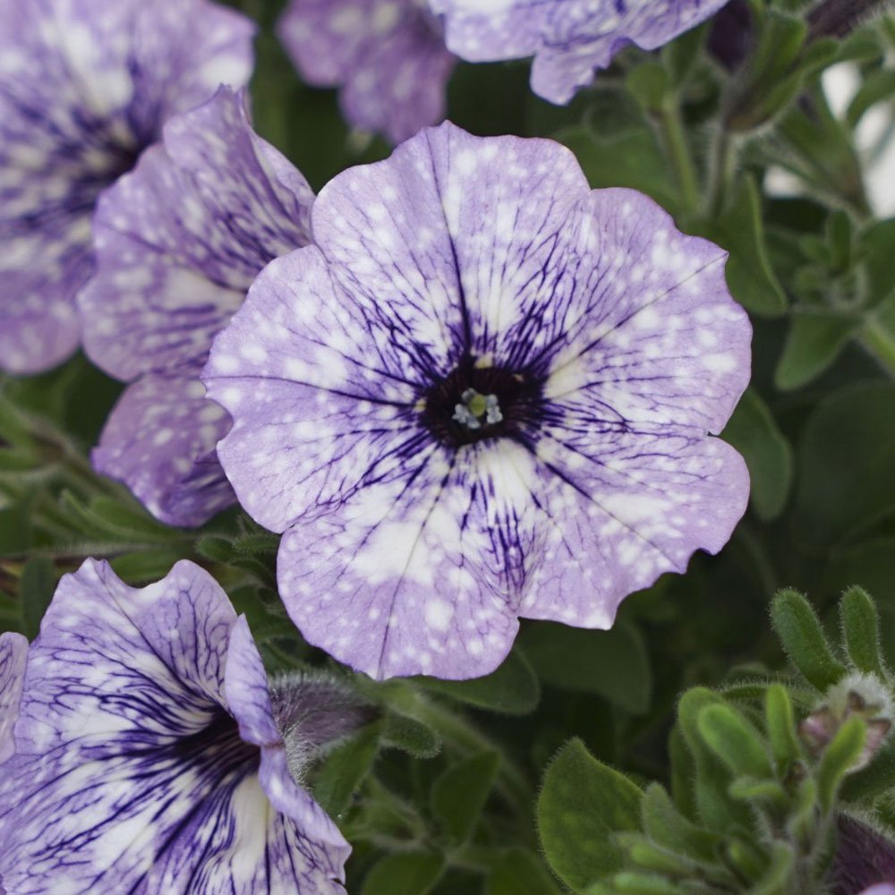 Petunia Headliner 'Crystal Sky'