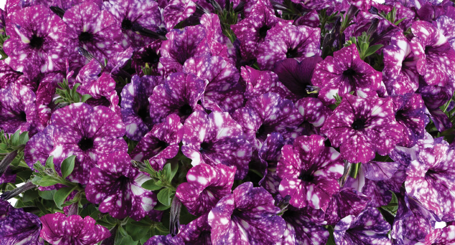 Headliner Electric Purple