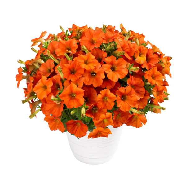 Petunia Inferno The Orange