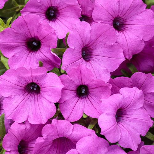 Petunia ST 'Vista Jazzberry'