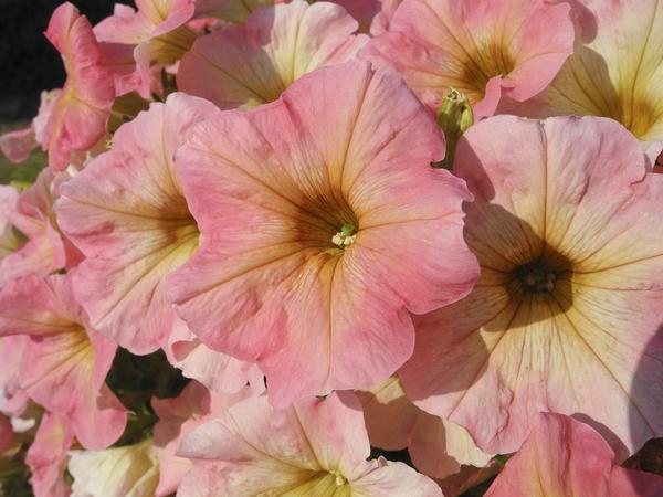 Starlet Pink Lemonade