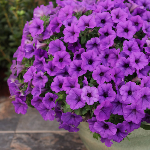 Petunia ST 'Mini Vista Indigo'