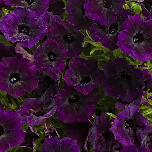 Petunia ST 'Mini Vista Midnight'