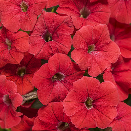 Petunia Supertunia Really Red