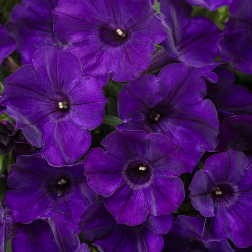 Petunia Supertunia Royal Velvet