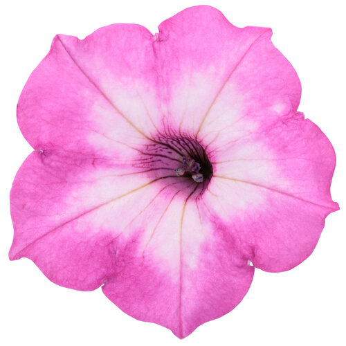 Tiara Pink
