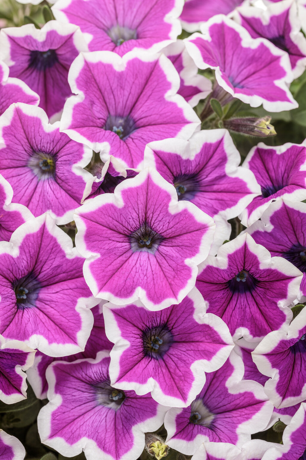 Petunia ST 'Hoopla Vivid Orchid'